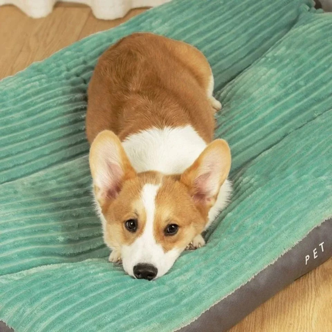 Pfotenjoy OrthoCloud Pro™